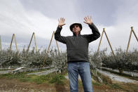 In this photo taken Tuesday, Oct. 15, 2019, Aaron Clark, vice president of Price Cold Storage, talks about how the Cosmic Crisp apples, a new variety and the first-ever bred in Washington state, are grown on trellises behind him in an orchard in Wapato, Wash. The trellis system promotes high yields of fruit and reduces the labor needed to pick the apples. The Cosmic Crisp, available beginning Dec. 1, is expected to be a game changer in the apple industry. Already, growers have planted 12 million Cosmic Crisp apple trees, a sign of confidence in the new variety. (AP Photo/Elaine Thompson)