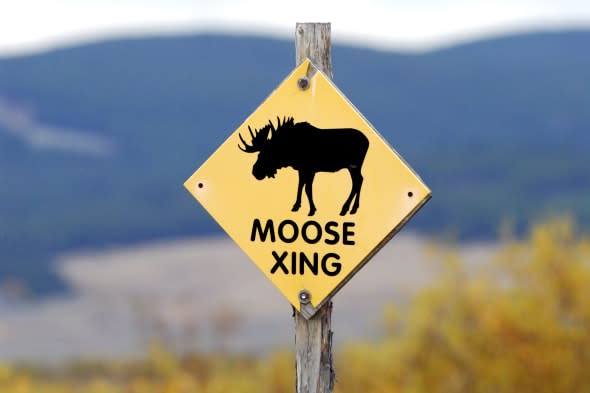 Yellow moose crossing sign in Montana.