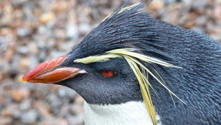 Pingüino de penacho amarillo del norte