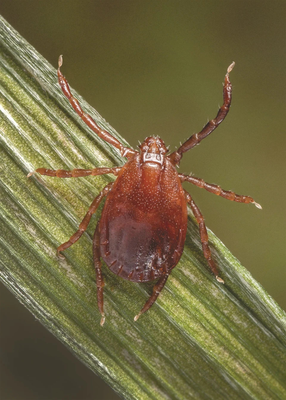 Asian longhorned tick