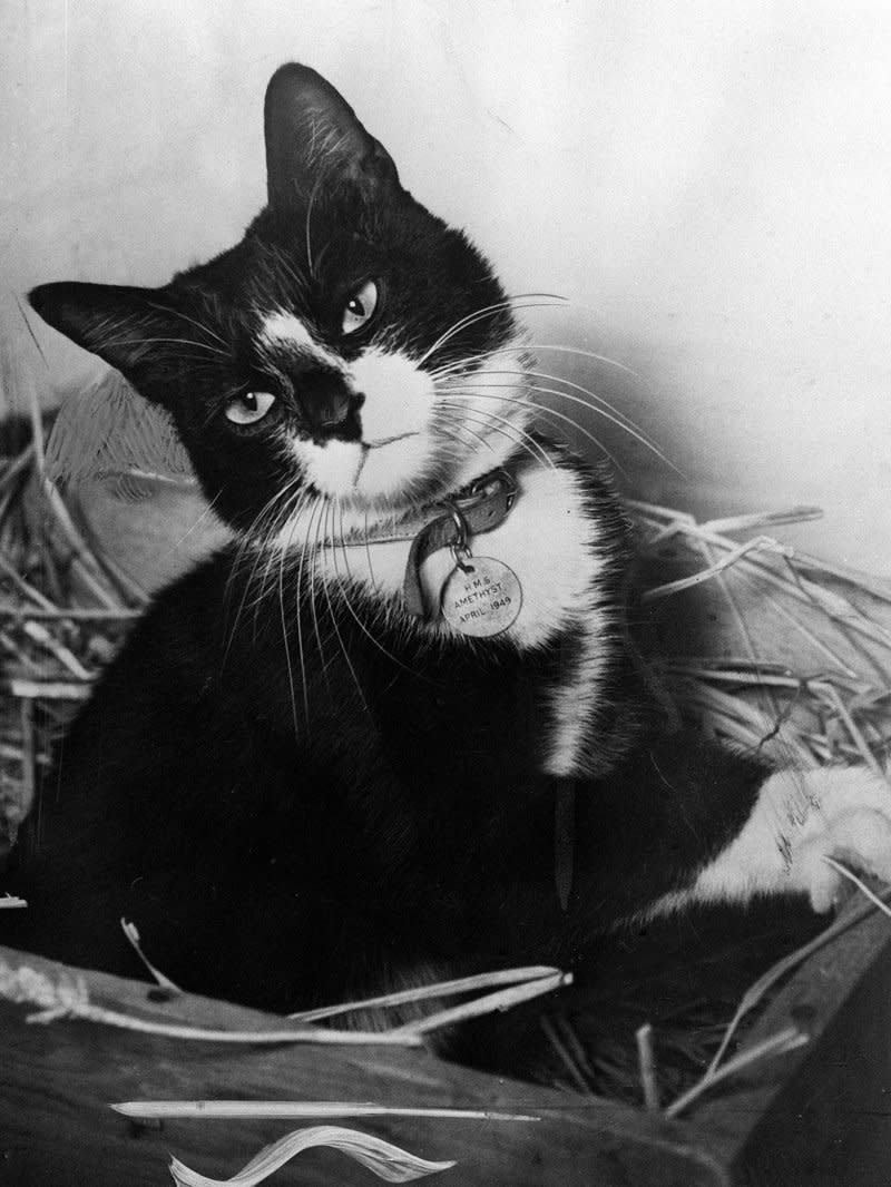 A survivor of 1949's "Yangtse Incident" Simon was awarded the Dickin Medal - the 'animals Victoria Cross' for catching rats and protecting food supplies during the time the Amethyst ship was trapped during the Chinese civil war (PA Images via Getty Images)