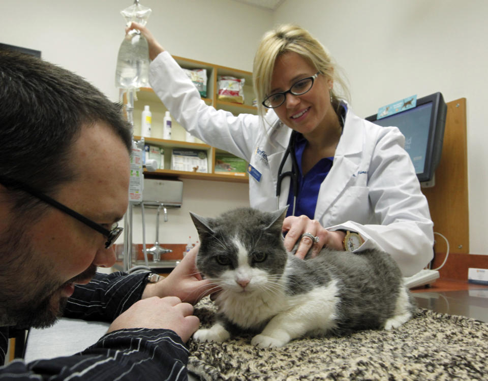 In this Thursday, April 12, 2012 photo, Girly, an 18-year-old cat who has been diagnosed with kidney disease, gets a subcutaneous injection of lactated ringers solution, or LRS, from veterinarian Dr. Nina Nardi as her owner Nate Glass watches, at Banfield's veterinary hospital in the Canoga Park district of Los Angeles. Kidney disease is one of the leading causes of death for cats, but there is no cure and no known cause. (AP Photo/Reed Saxon)