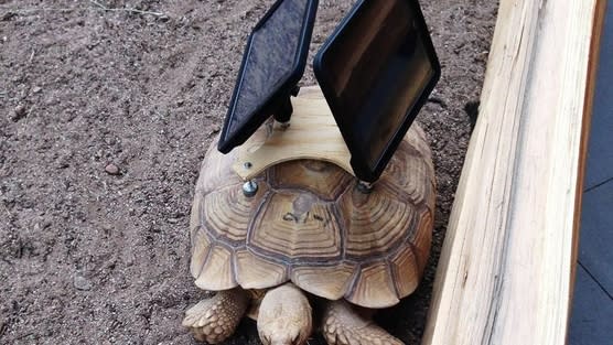 iPads on tortoise backs: Art, or just plain cruelty?