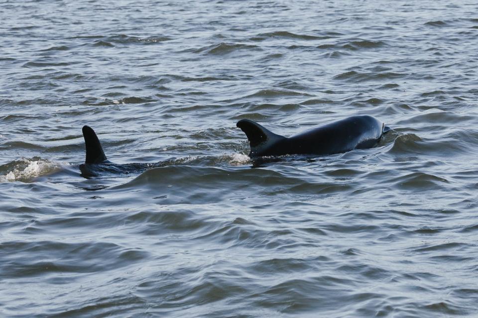 Dolphins swim in shallow waters near Wellfleet, Massachusetts, are getting stranded in the area on June 28, 2024.