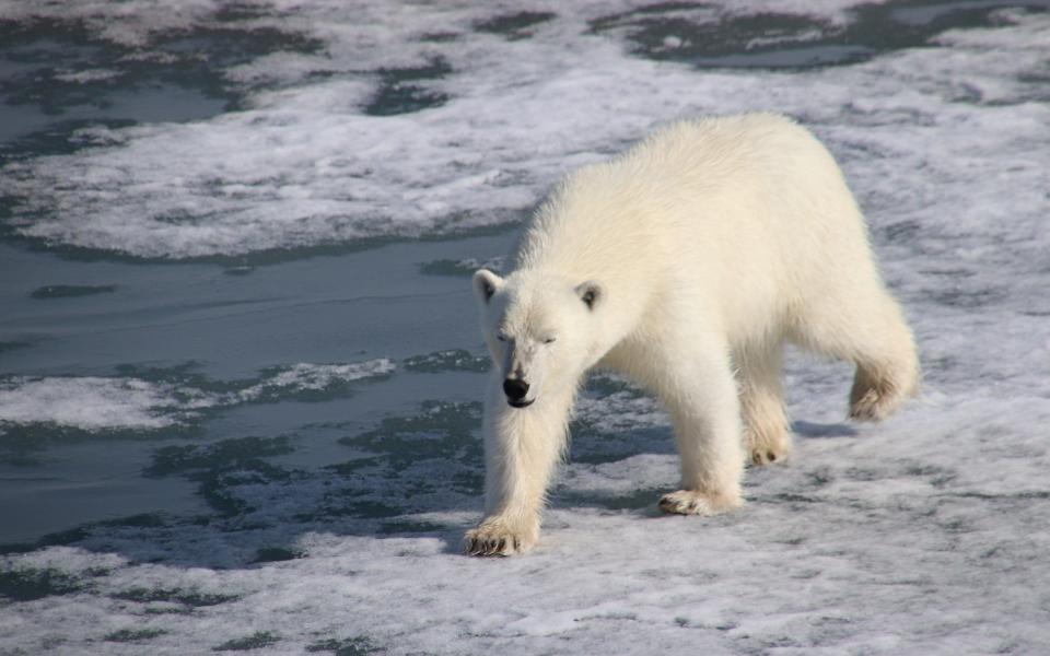 Bears need to consume 70,000 calories a week