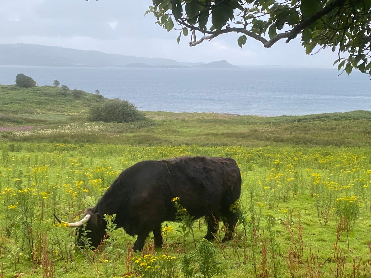 Resident goats and hairy highland cows await visitors at Loch Melfont hotel (Robin Mckelvie)