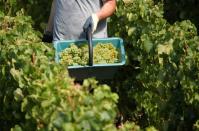 Champagne grape harvest begins in France's champagne region