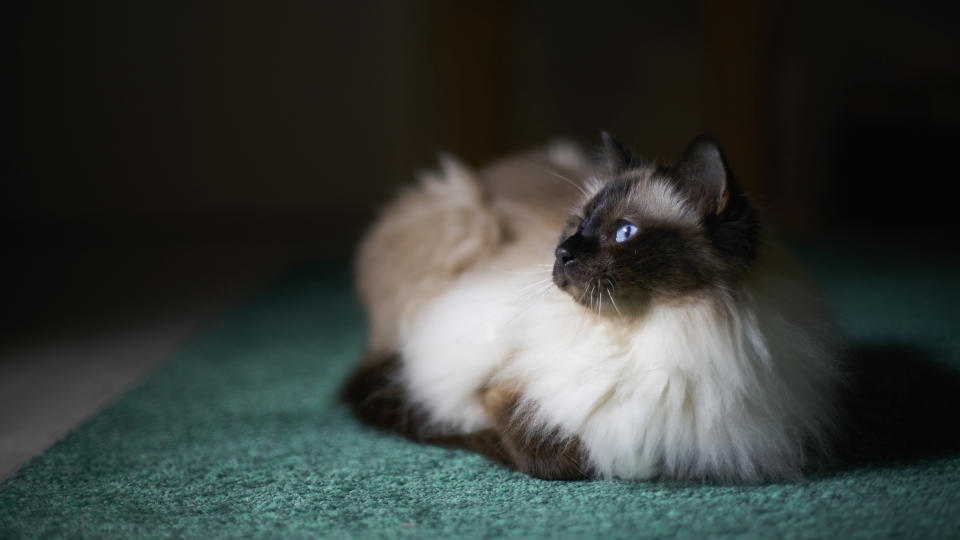 Birman cat on carpet