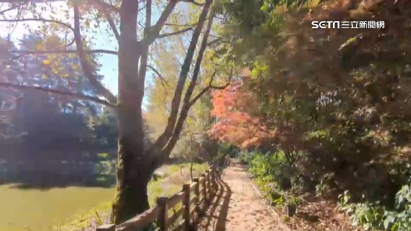 台中福壽山的楓葉已經開始轉紅。