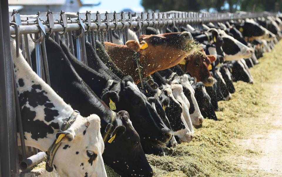 A dairy cow tosses feed into the air at Nye Dairy as the Millard County Farm Bureau hosts a tour of alfalfa farms, water improvements and a dairy to showcase local agriculture in Delta on Wednesday, Sept. 6, 2023. | Jeffrey D. Allred, Deseret News