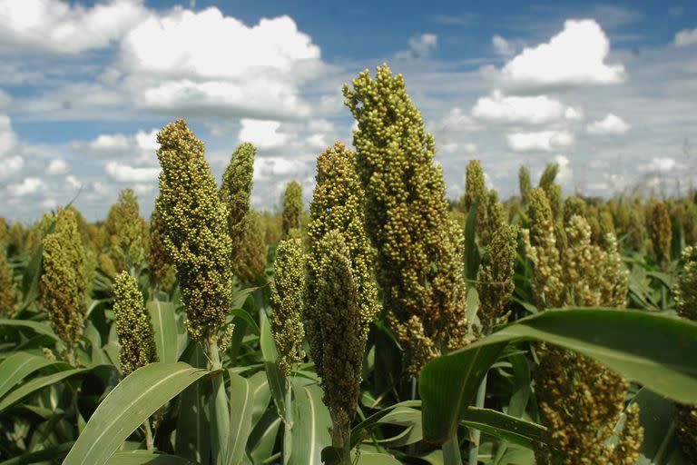 ROSARIO 01-02-2008
CAMPOS CON SORGO EN ZONA RURAL DE SAN GENARO EN LA PROV. DE SANTA FE