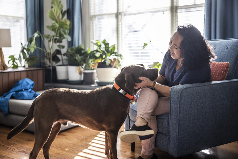 La comodidad de una puerta para perro es que no tendrás quelevamntarte cada vez que quiere salir o entrar/Getty Images.