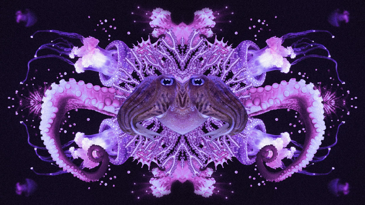  Photo collage of various deep sea creatures in a symmetrical, kaleidoscopic arrangement. . 