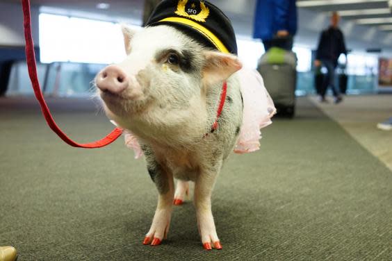 Animal magic: Lilou helps calm anxious passengers (San Francisco International airport)