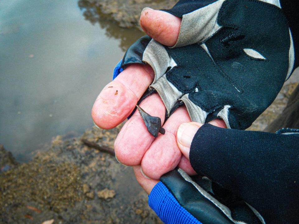 The Santee River contains stretches of marl and limestone along its banks. These fossil-filled sedimentary rocks can contain prehistoric shells, bone and sharks teeth like the one shown in this photo.