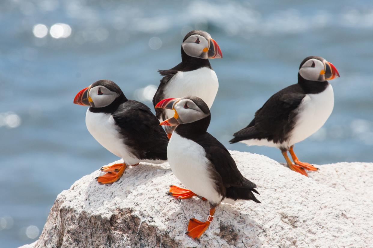 Atlantic Puffin sitting on rock on coast of Maine