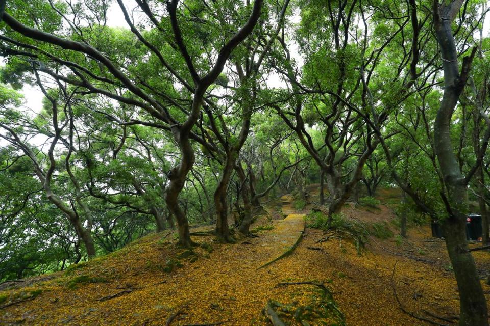 梅雨季節的大坵島，別有一番幽靜氣氛。