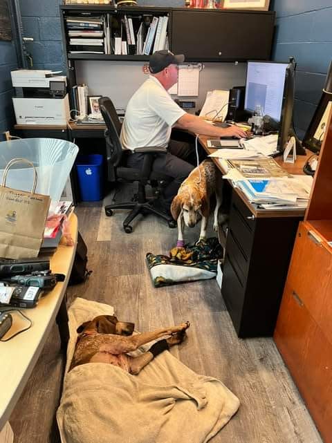 Lily and Trigger keep Ogunquit Fire Chief Russell Osgood company in his office on Wednesday, Sept. 14, 2022. The canines were two of eight who were found after they fled a rollover on the Maine Turnpike earlier that day.