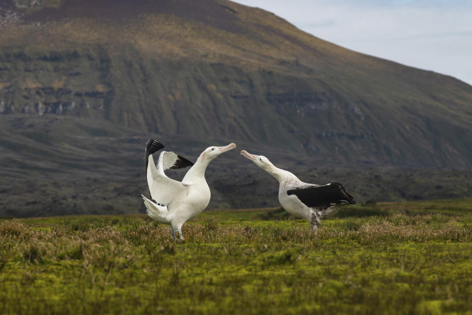 This undated photos shows two wandering albatrosses on Marion Island, part of the Prince Edwards Islands, a South African territory in the southern Indian Ocean near Antarctica. Mice that were brought by mistake to a remote island near Antarctica 200 years ago are breeding out of control because of climate change, eating seabirds and causing major harm in a special nature reserve with “unique biodiversity.” Now conservationists are planning a mass extermination using helicopters and hundreds of tons of rodent poison. (Anton Wolfaardt via AP)