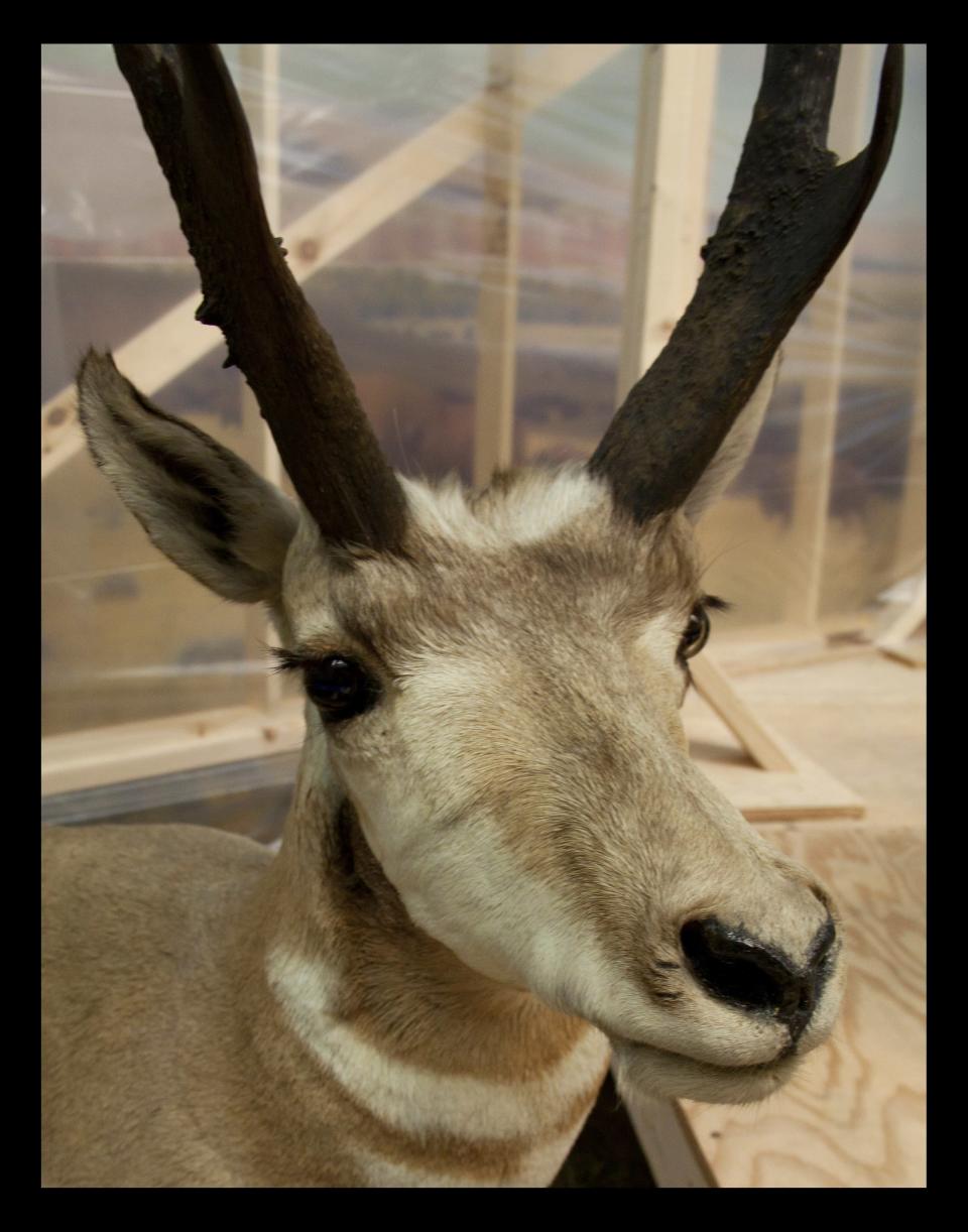 Upgrades to the antelope-like pronghorn make the animal appear how it looked in 1942, the last time the museum's exhibits received an upgrade.