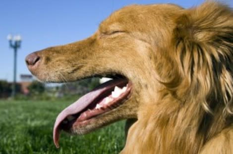 Heat stroke in dogs, like humans, is life-threatening and must be recognized and addressed quickly!