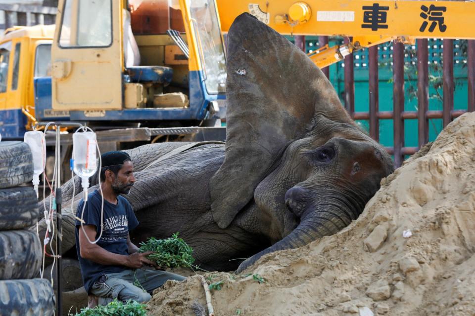 2023年4月17日，巴基斯坦喀拉蚩動物園的大象努兒潔罕倒臥不起。路透社