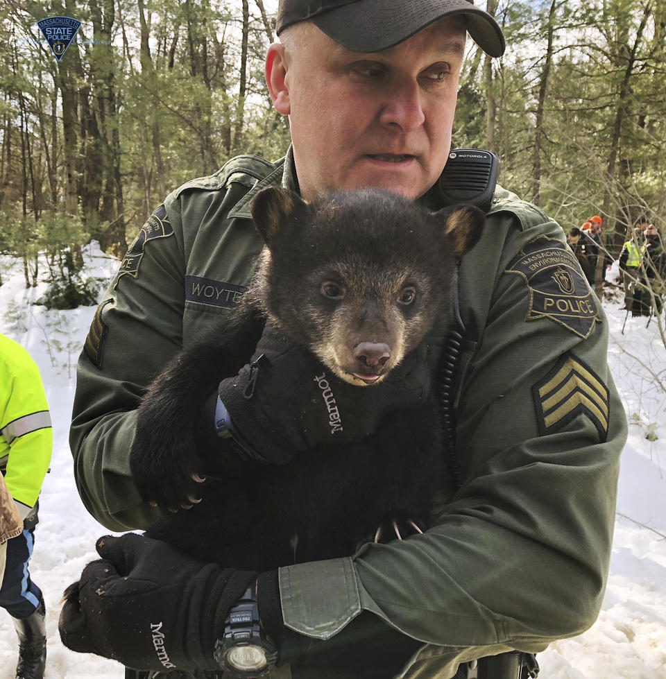 In this photo released Thursday, March 14, 2019, by the Massachusetts State Police and Massachusetts Environmental Police, an officer carries a bear cub while relocating a family of bears to a nearby forest from a den they had set up in the median of Route 2 in Templeton, Mass. (Massachusetts State Police and Massachusetts Environmental Police via AP)