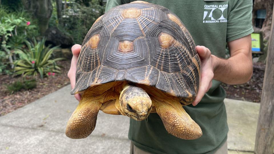 Central Florida Zoo’s radiated tortoises returned to their new home on Wednesday.