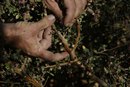 Guy Erlich, an Israeli entrepreneur, checks a Balsam of Gilead plant at a plantation in Kibbutz Almog, Judean desert, in the West Bank, November 30, 2017. REUTERS/Ronen Zvulun/Files