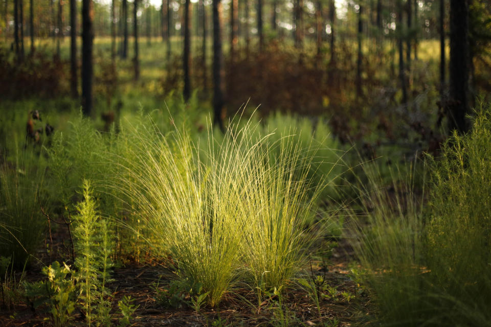 New growth flourishes on the floor of a long leaf pine forest, just three months after a prescribed burn at Fort Bragg in North Carolina on Tuesday, July 30, 2019. Frequent burns keep the undergrowth in check, restoring the forest to habitat the endangered red-cockaded woodpecker once thrived in before natural fires were suppressed by settlers. (AP Photo/Robert F. Bukaty)