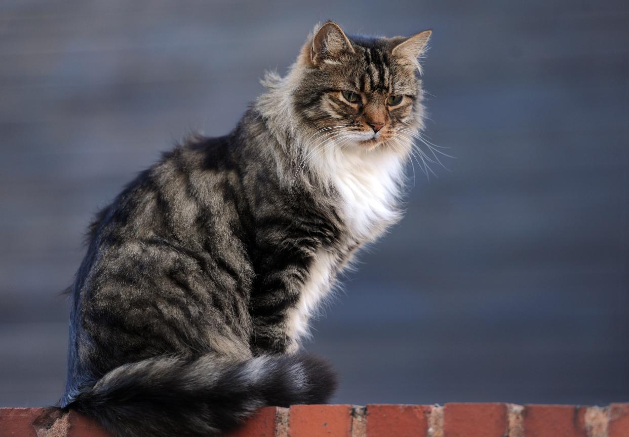 Let cats choose when to be petted in order to get affection – study (Nick Ansell/PA) (PA Archive)