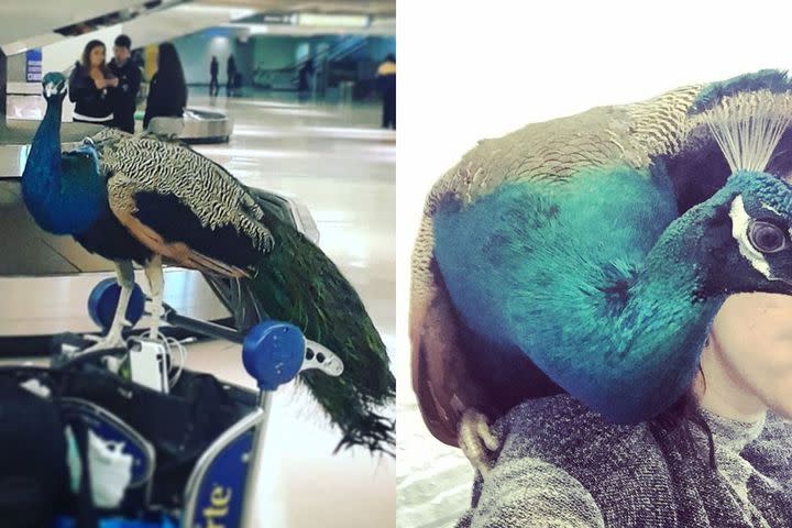 The Emotional Support Peacock That Couldnt Get On A Flight Also Has His Own Instagram 2334