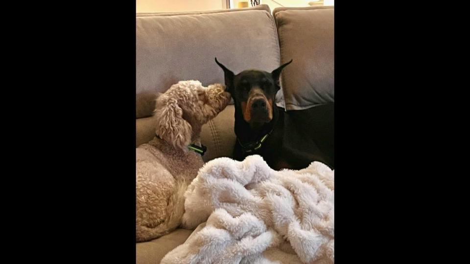 Pet owners Paul and Christine Evans say Polly, a 3-year-old Goldendoodle, and Stella an 18-month-old Doberman Pinscher, suffered injuries and abuse at Euro Pros K-9 Center in Myakka City. Stella died while under the facility’s care in June.