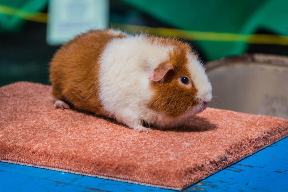 white and ginger teddybear guinea pig at 4h display at county fair