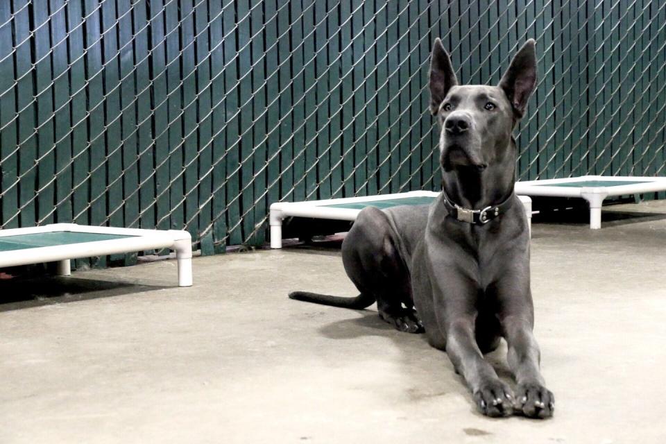 <p><a href="https://www.hillspet.com/dog-care/dog-breeds/great-dane" rel="nofollow noopener" target="_blank" data-ylk="slk:According to Hill's" class="link ">According to Hill's</a>, Great Danes fall in two categories of breeds: Working and Guardian. And although massive, they are also playful and affectionate and will welcome tons of cuddles.</p>