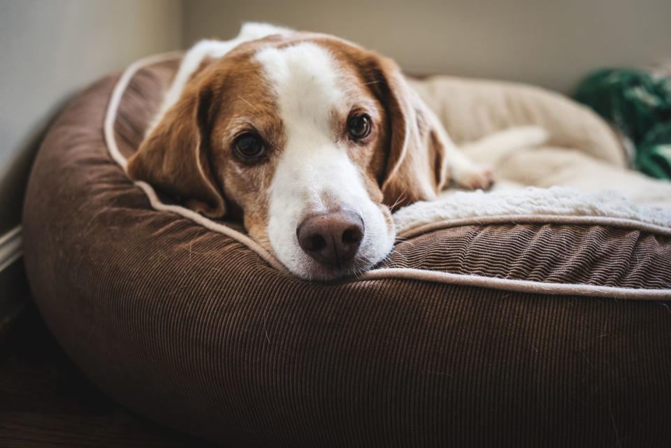 close up portrait of dog lying down