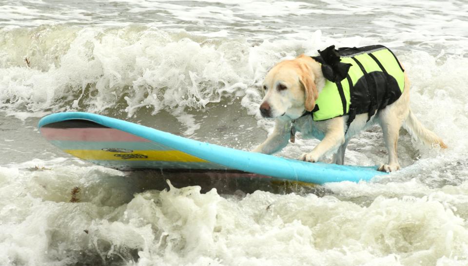 The East Coast Dog Surfing Festival at Lori Wilson Park in Cocoa Beach will be on Sunday, March 31.