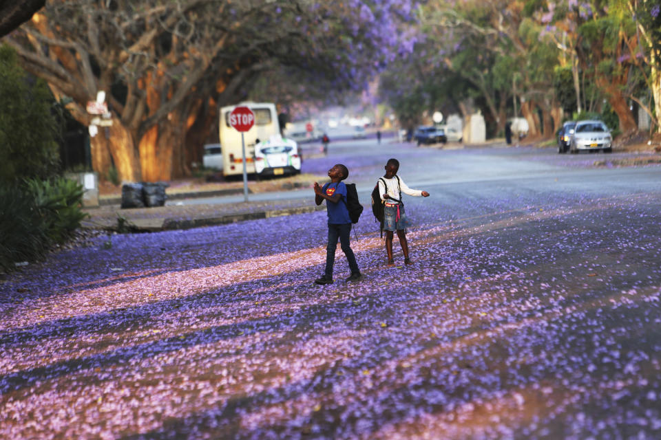 FILE - In this Friday, Oct, 11, 2019 file photo, children play underneath Jacaranda trees lining a street in the capital Harare, Zimbabwe. These African stories captured the world's attention in 2019 - and look to influence events on the continent in 2020. (AP Photo/Tsvangirayi Mukwazhi, File)