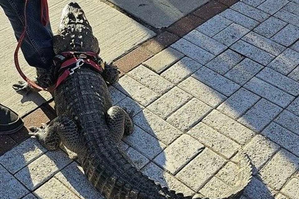 <p>Howard Eskin/X</p> Emotional support alligator Wally photographed on a leash