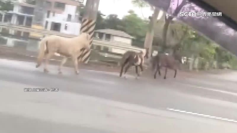 宜蘭馬路上出現3匹馬。（圖／翻攝自宜蘭知識+臉書）