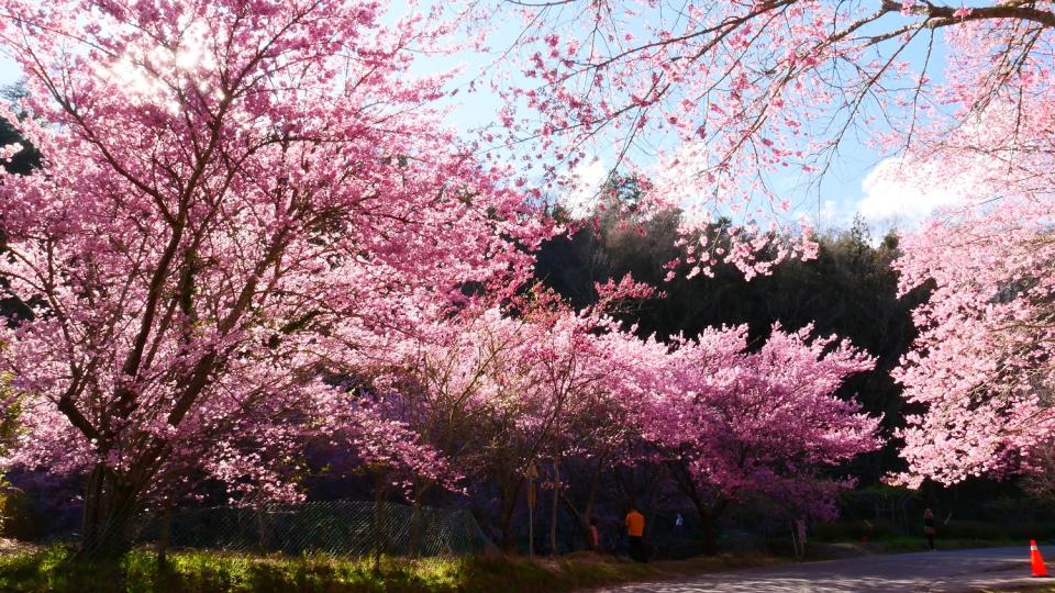 今年武陵櫻花季疏運從2月7日至2月28日共22天。   圖：公路總局／提供