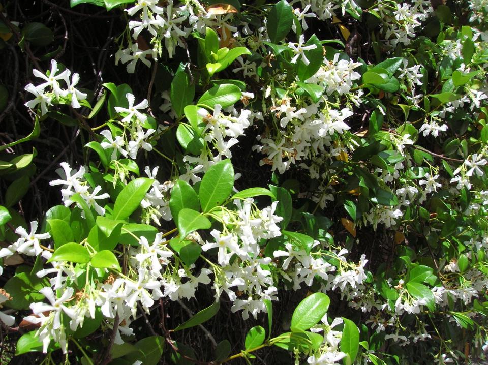Hardy and evergreen, jasmine is a traditional Southern favorite for garden fragrance.