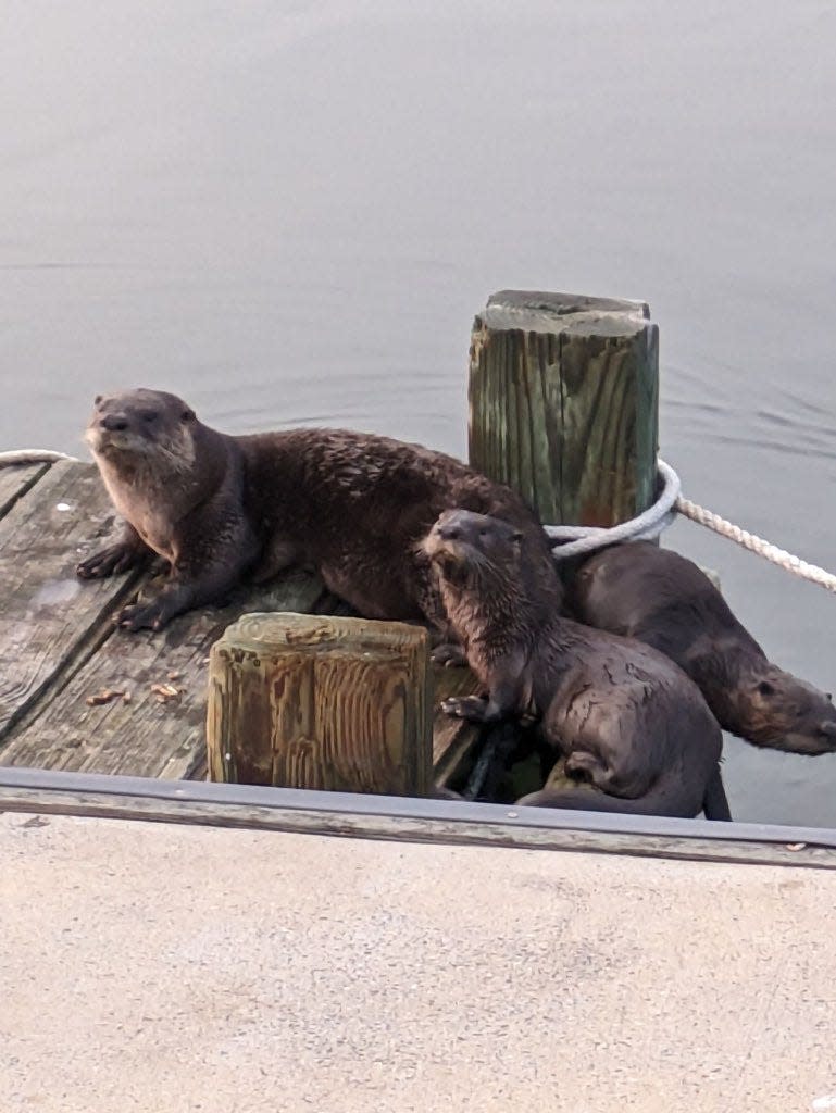 River otters rest on a dock at the 9th Avenue Pier in Belmar on Tuesday, July 18, 2023.