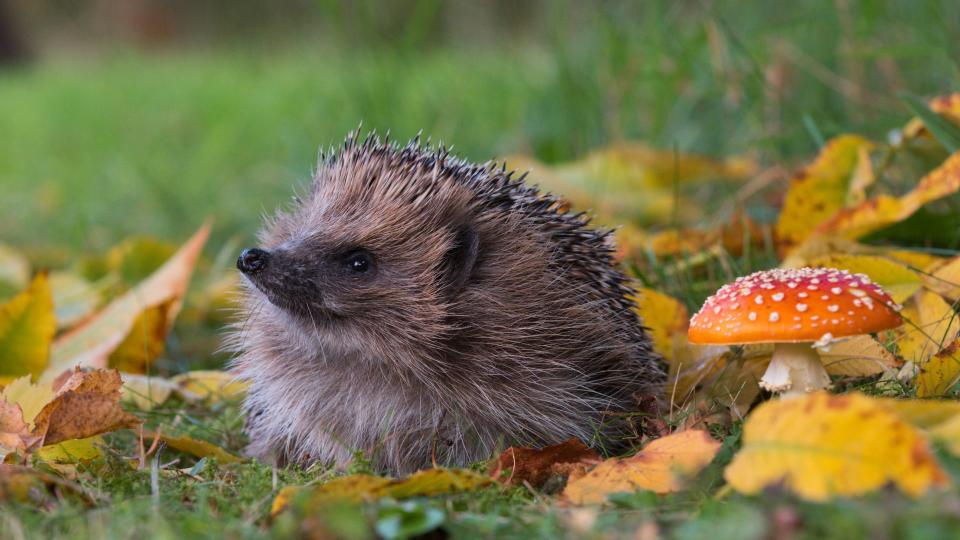 Best exotic pets - Hedgehog in the wild