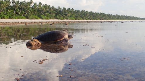 <span class="caption">A nesting green sea turtle in the Chagos Archipelago.</span> <span class="attribution"><span class="source">Nicole Esteban</span>, <span class="license">Author provided</span></span>