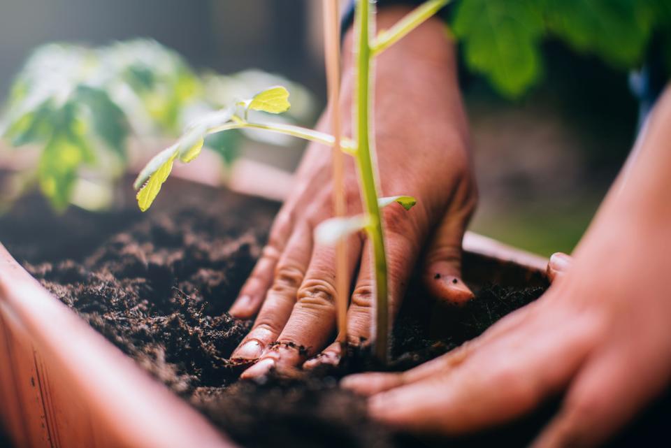 A person potting a green plant shoot outdoors.