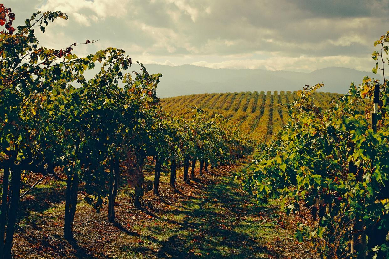 Grape vines stretching out into the sunset in Napa