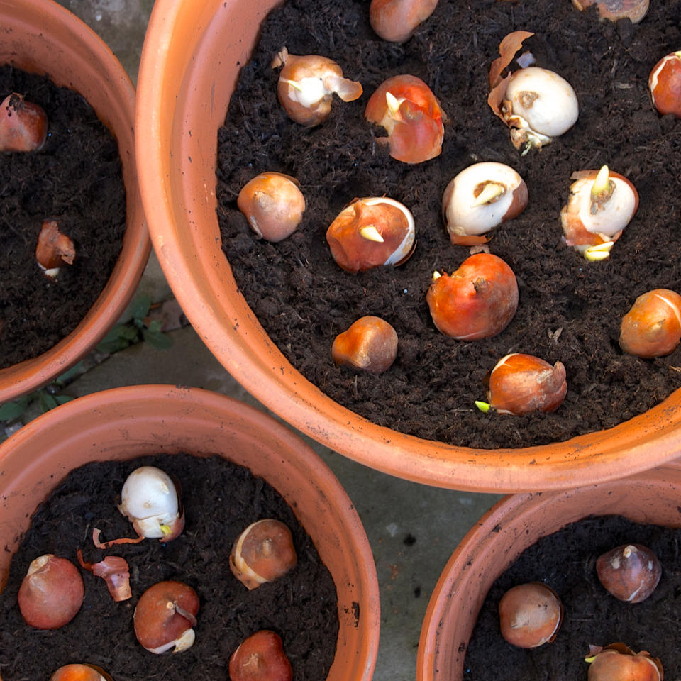Bulbs planted in terracotta pots