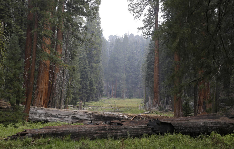 FILE - In this Sept. 11, 2015, file photo, giant Sequoia trees are seen in a meadow in the at Sequoia National Park near Visalia, Calif. Sequoia National Park was shut down and its namesake gigantic trees were under potential threat Tuesday, Sept. 14, 2021, as forest fires burned in steep and dangerous terrain in California's Sierra Nevada. The Colony and Paradise fires were ignited by lightning last week and were being battled collectively as the KNP Complex. (AP Photo/Rich Pedroncelli, File)