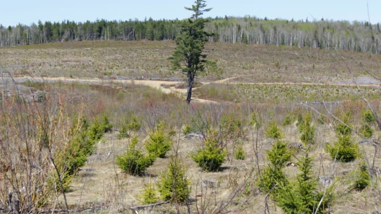 Of forests and floods: Devastatingly high water raises clear-cut questions